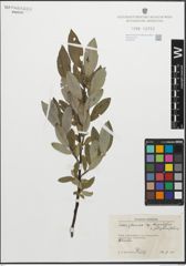 Foto von Salix glauca subsp. stipulifera (Flod. ex Häyrén) Hiitonen x Salix phylicifolia L.